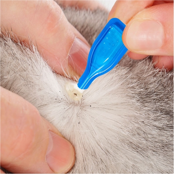 Pipettes antiparasitaires Petit Chien – Beaphar DiméthiCARE – 6 x 1,5 ml
