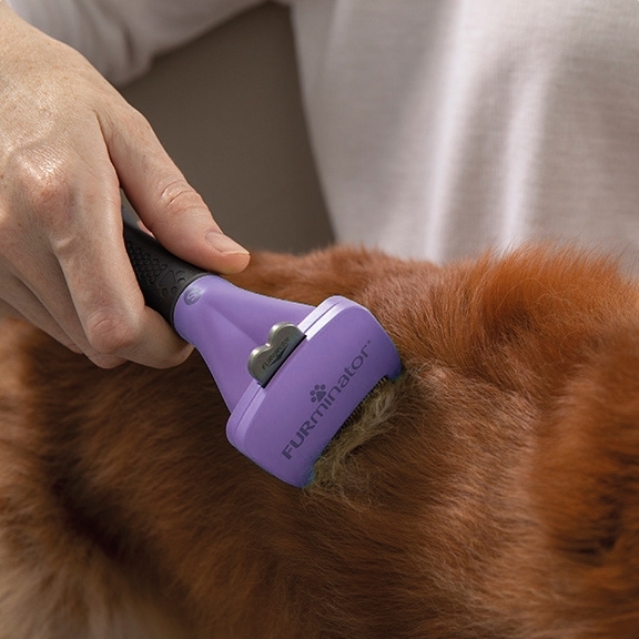 Outil deShedding FURminator poils longs, S largeur du peigne 3,8 cm - pour chien