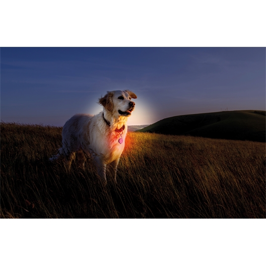 Pendentif lumineux pour animaux