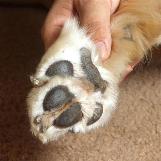 Baume réparateur pattes