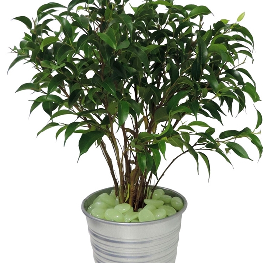 100 pierres phosphorescentes : «vertes» ou «bleues»