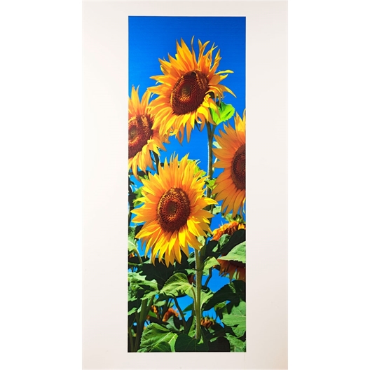 Poster de porte Champ de lavande