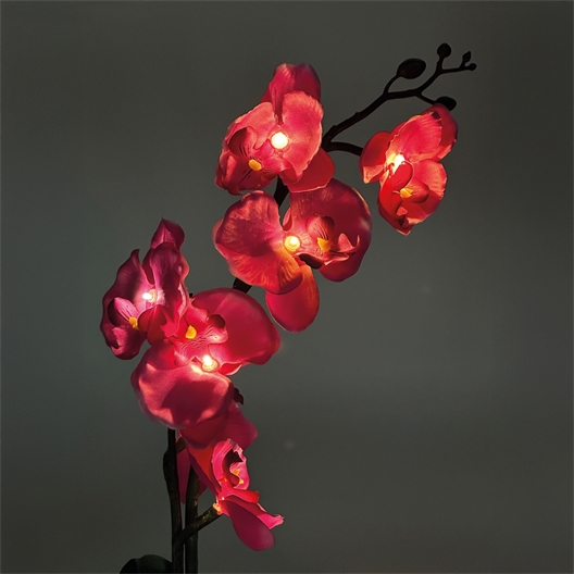 Orchidée lumineuse en pot