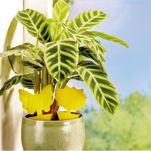 24 attrapes moucherons et insectes