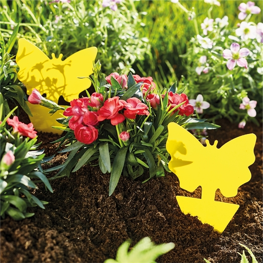 24 attrapes moucherons et insectes