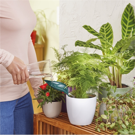 Lot de 2 feuilles arroses plantes