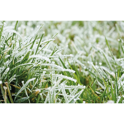 Set de 3 figurines graines oiseaux