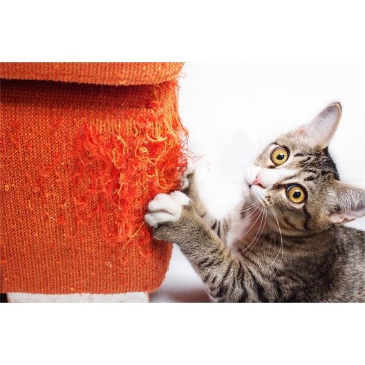 Griffoir perfect griffes