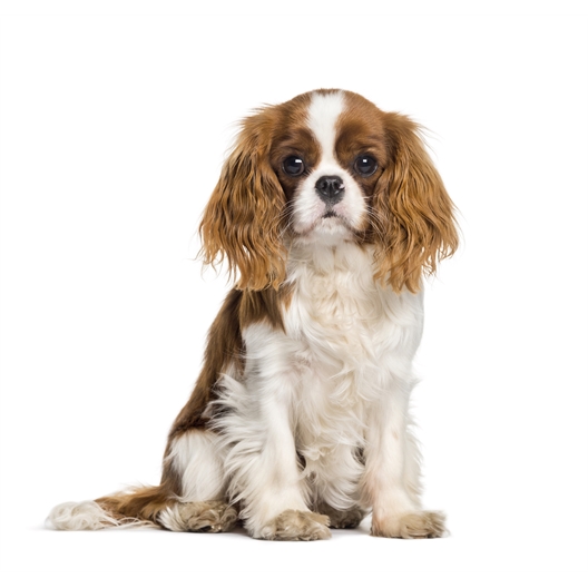 Sac de transport Summer dog