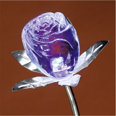 Rose changement de couleur