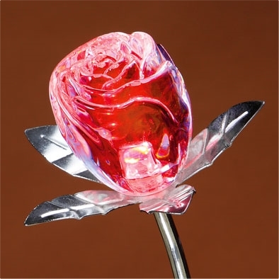 Rose changement de couleur