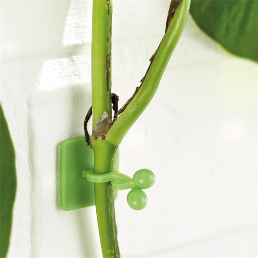 Lot de 50 guides de croissance