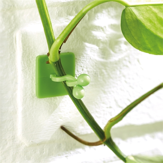 Lot de 50 guides de croissance