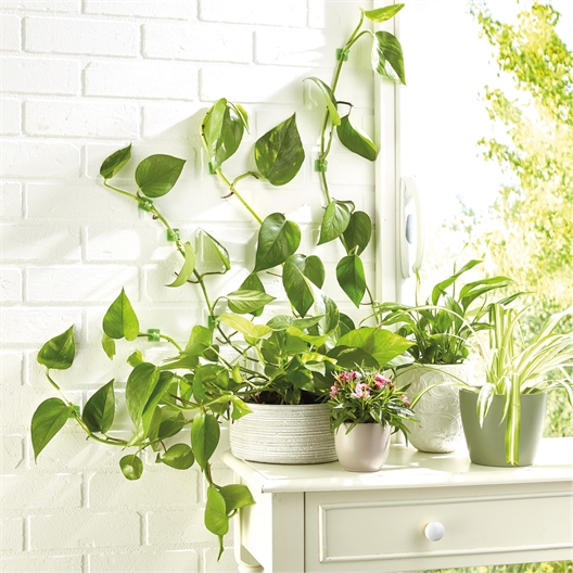 Lot de 50 guides de croissance