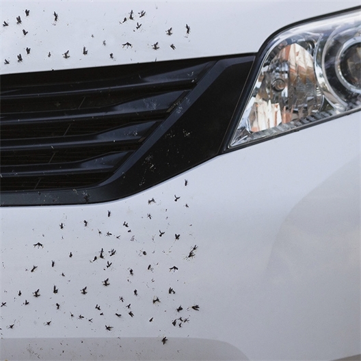 Spray démoustiquant voiture