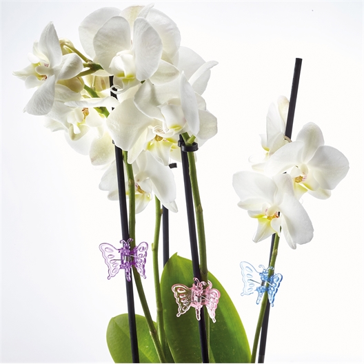 12 guides plantes papillon