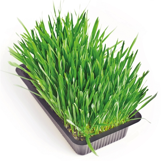 Herbe fraîche pour chat