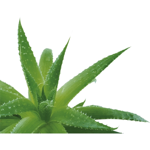 Bandeau gel aloe vera pour le cou