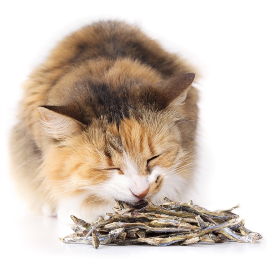 Friandises pour chats