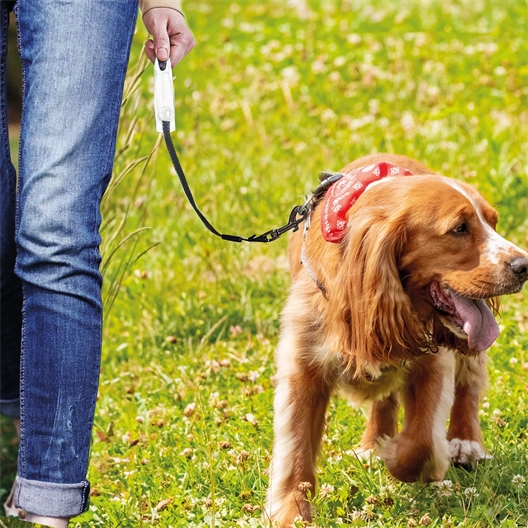 Laisse avec enrouleur