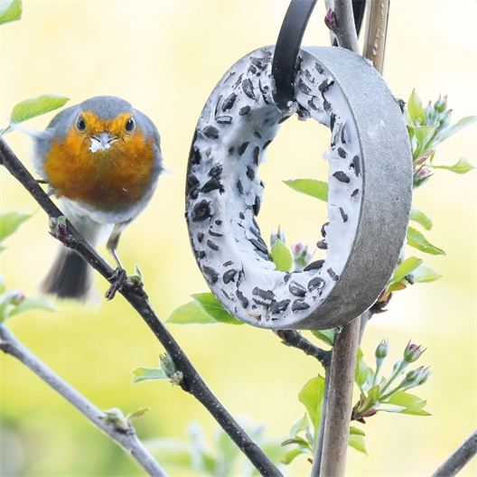 Plateau plaisirs pour oiseaux