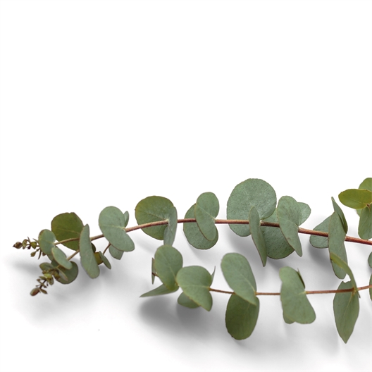 Parfum pour saturateur eucalyptus 125 ml