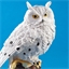 Branch with 3 snowy owls