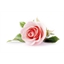 Eau de Cologne Rose