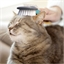 Soft cat brush