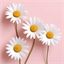 Plant de camomille