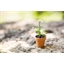 Plant de camomille