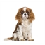 Sac de transport Summer dog