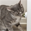 Balle herbe à chat avec support