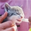 Vermipure liquide chat/chaton