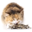 Friandises pour chats