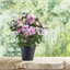 Plante azalée ou camellia