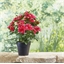 Plante azalée ou camellia