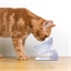Duo gamelles surelevées forme chat