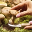 Couteau champignon