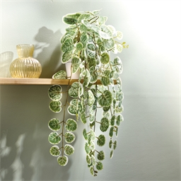 Plante en pot