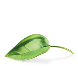 Lot de 2 feuilles arroses plantes