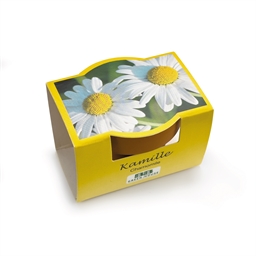 Plant de camomille