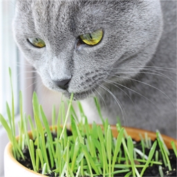 Herbe fraîche pour chat