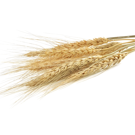 Friandises crossies au malt pour chat