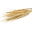 Friandises crossies au malt pour chat
