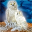2 chouettes des neiges solaires