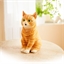 Rote Bewegungsmelder-Katze