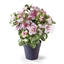 Plante azalée ou camellia