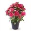 Plante azalée ou camellia
