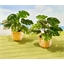 Tropical plant or set of 2